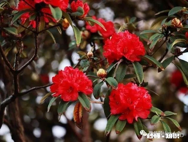 你知道哪些关于杜鹃花的冷知识