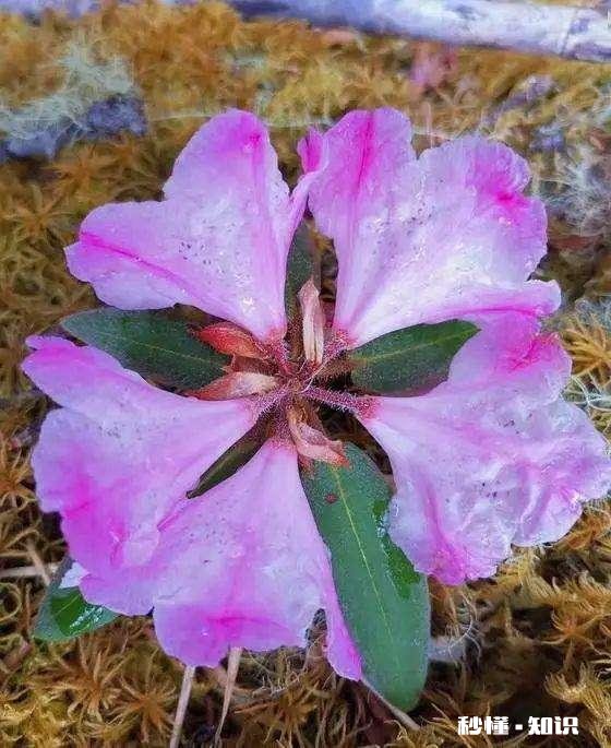 你知道哪些关于杜鹃花的冷知识