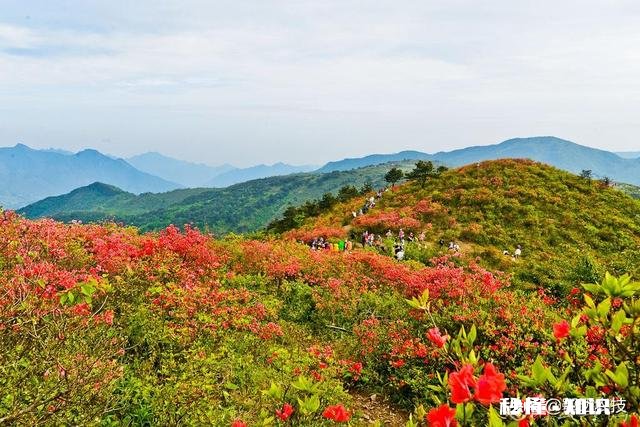 你知道哪些关于杜鹃花的冷知识
