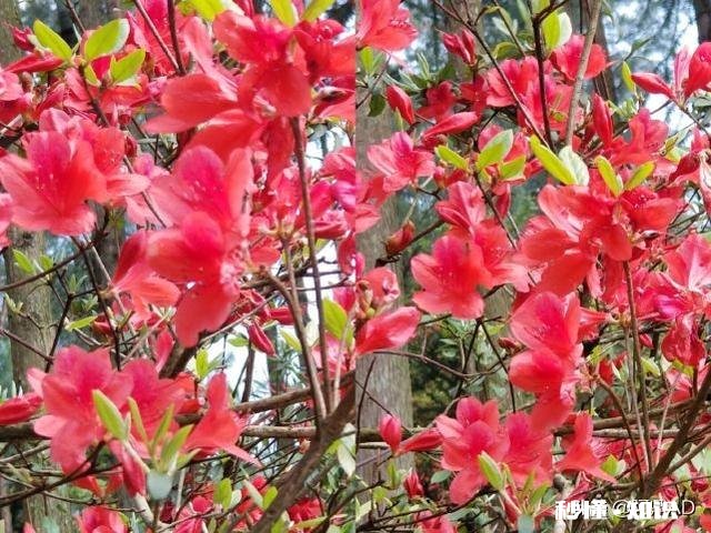 你知道哪些关于杜鹃花的冷知识