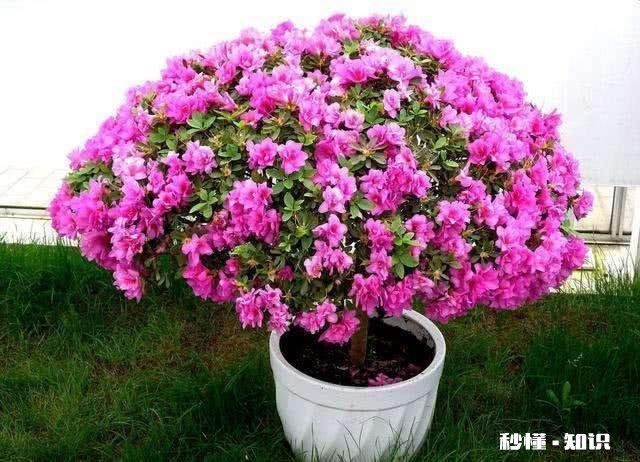 你知道哪些关于杜鹃花的冷知识