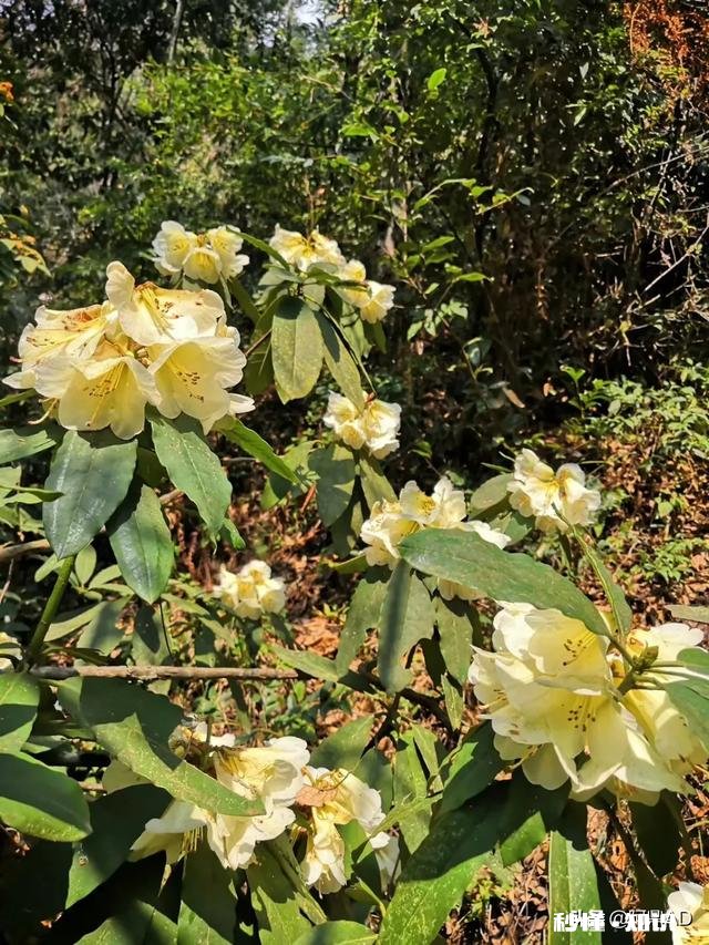 你知道哪些关于杜鹃花的冷知识