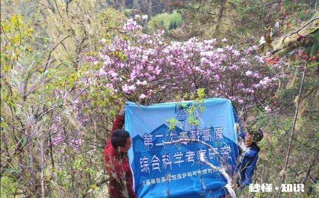 你知道哪些关于杜鹃花的冷知识