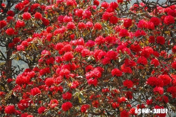 你知道哪些关于杜鹃花的冷知识