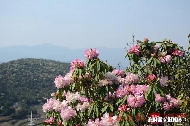 你知道哪些关于杜鹃花的冷知识