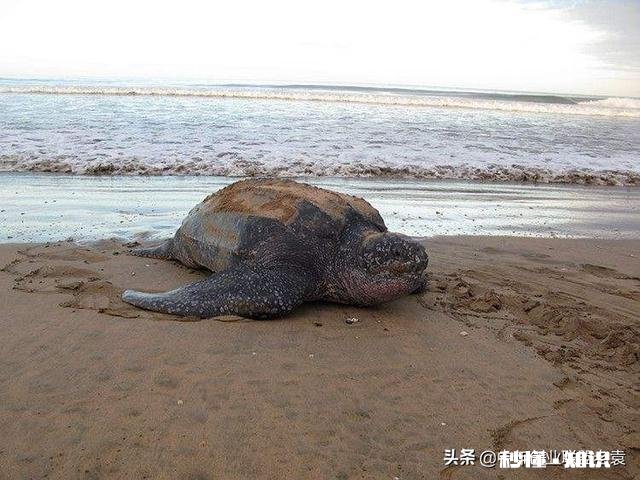 人到中年做生意失败,负债累累,近期再不还银行要起诉,该怎样重新开始还能翻身吗