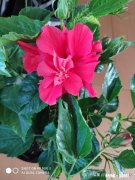 父亲生病该不该请假回家