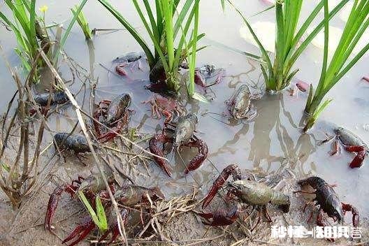 田地如果不种庄稼,做什么一年就能有收益