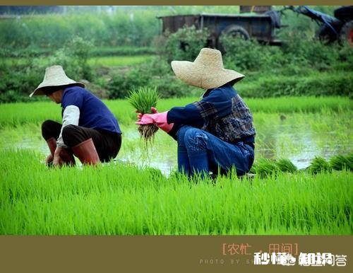 田地如果不种庄稼,做什么一年就能有收益