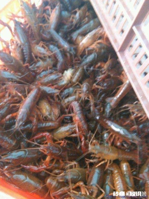 田地如果不种庄稼,做什么一年就能有收益