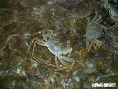 田地如果不种庄稼，做什么一年就能有收益