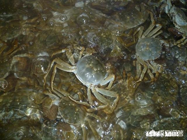 田地如果不种庄稼,做什么一年就能有收益