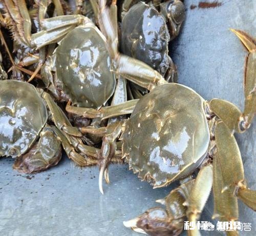 田地如果不种庄稼,做什么一年就能有收益