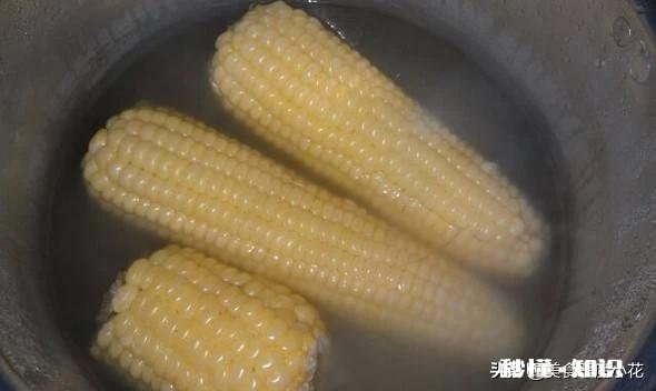 夏天你在哪里吃的玉米最好吃