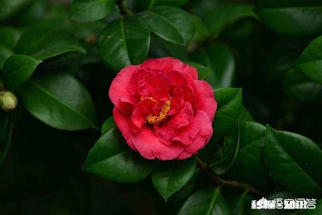 野生山茶花怎样育苗最快，并确保成活率