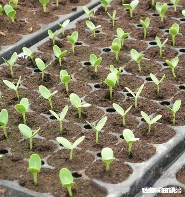 野生山茶花怎样育苗最快，并确保成活率