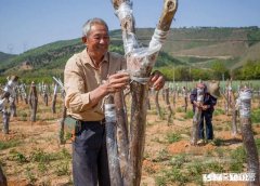 野生山茶花怎样育苗最快，并确保成活率