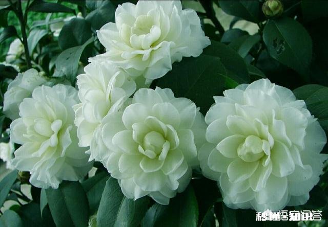 野生山茶花怎样育苗最快，并确保成活率