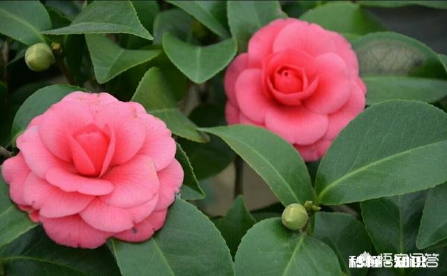 野生山茶花怎样育苗最快，并确保成活率