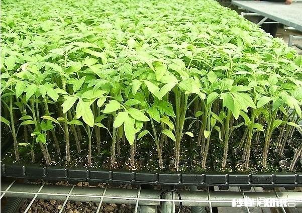 野生山茶花怎样育苗最快，并确保成活率