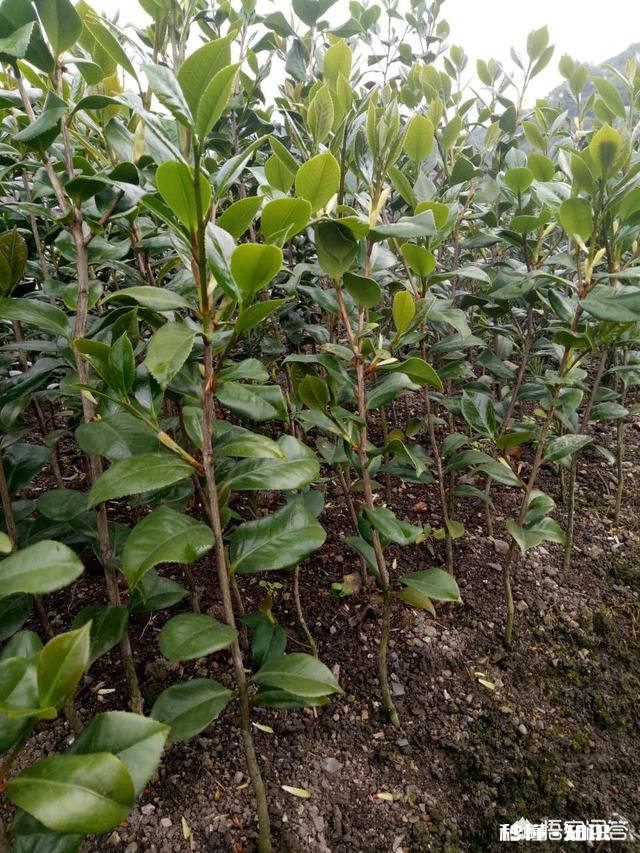野生山茶花怎样育苗最快，并确保成活率