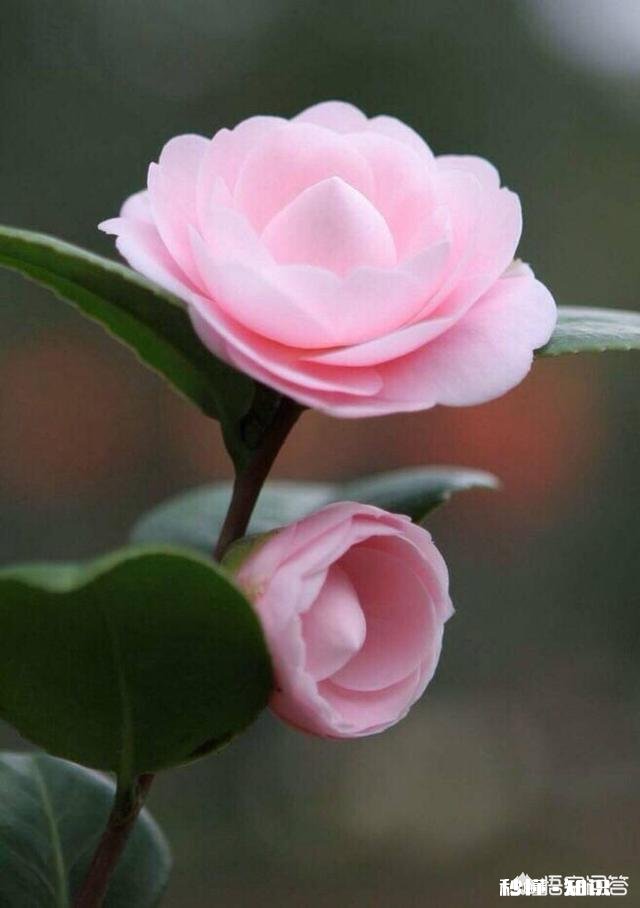 野生山茶花怎样育苗最快，并确保成活率