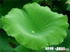 农村鱼塘里的荷叶多，它可以用来做什么