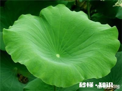 农村鱼塘里的荷叶多，它可以用来做什么