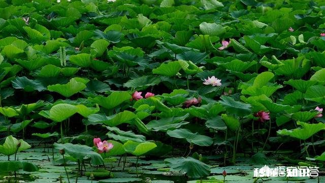 农村鱼塘里的荷叶多，它可以用来做什么