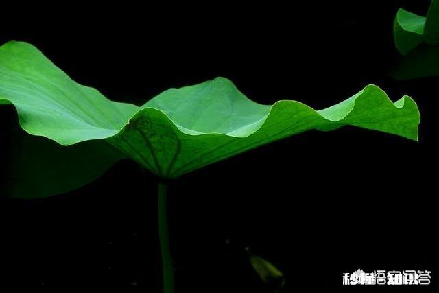 农村鱼塘里的荷叶多，它可以用来做什么