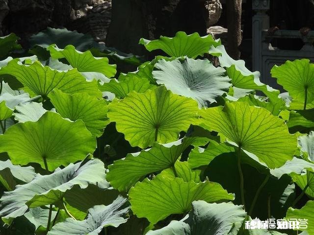 农村鱼塘里的荷叶多，它可以用来做什么