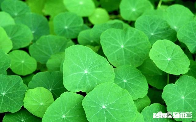 农村鱼塘里的荷叶多，它可以用来做什么