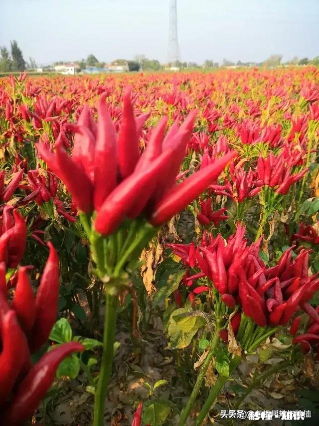 为什么才二十出头，就感觉压力好大，有一种急迫要成功的感觉