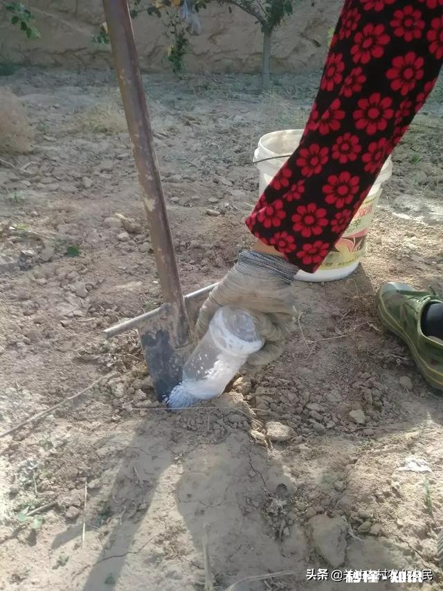 给苹果树使用化肥挖沟挖多远