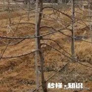 给苹果树使用化肥挖沟挖多远