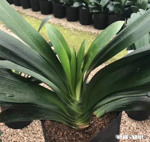 君子兰养的颜色深了咋办