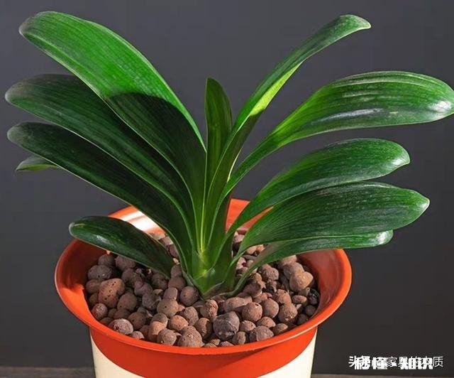 君子兰养的颜色深了咋办