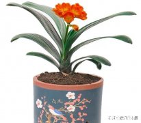 君子兰养的颜色深了咋办