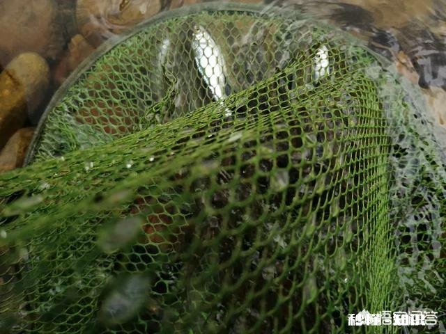 有些有钱的人为何越来越喜欢钓鱼