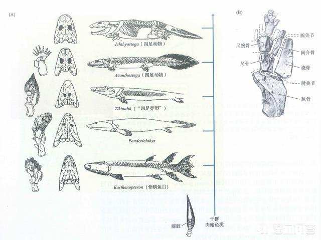 最早从水中登陆的动物是什么