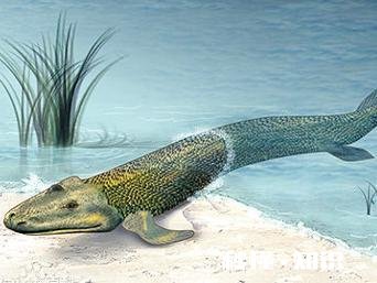 最早从水中登陆的动物是什么