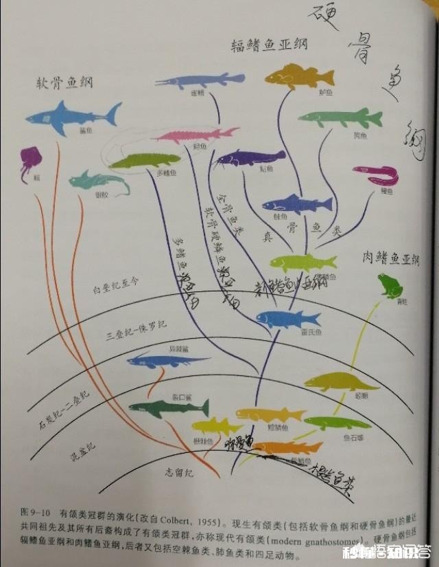 最早从水中登陆的动物是什么