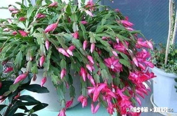 蟹爪兰开完花以后，叶片非常的瘦，怎么办