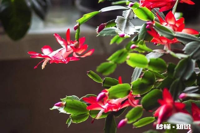 蟹爪兰开完花以后，叶片非常的瘦，怎么办