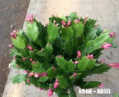 蟹爪兰开完花以后，叶片非常的瘦，怎么办