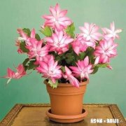 蟹爪兰开完花以后，叶片非常的瘦，怎么办