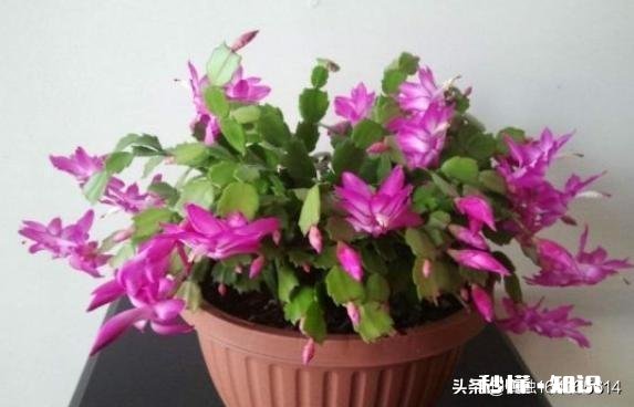 蟹爪兰开完花以后，叶片非常的瘦，怎么办