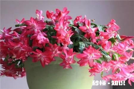 蟹爪兰开完花以后，叶片非常的瘦，怎么办