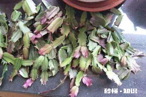 蟹爪兰开完花以后，叶片非常的瘦，怎么办