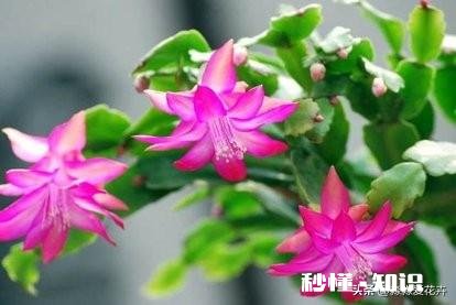 蟹爪兰开完花以后，叶片非常的瘦，怎么办